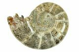 Polished, Sutured Ammonite (Argonauticeras) Fossil - Madagascar #287578-1